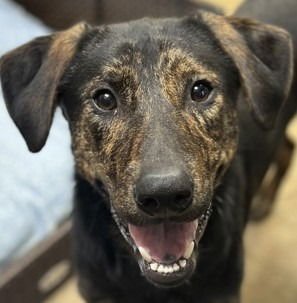 TIGGER - Retriever / Plott Hound available for adoption
