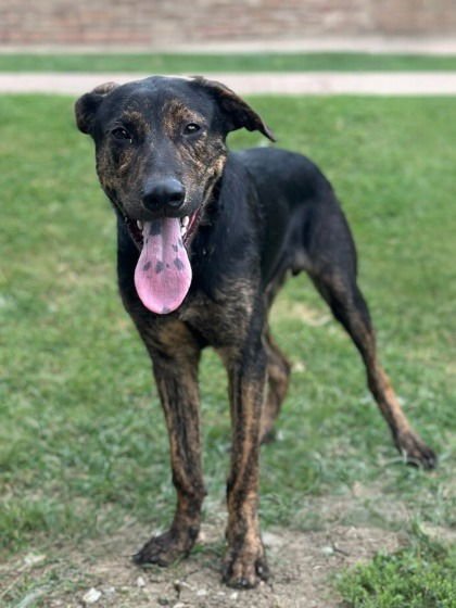 TIGGER - Retriever / Plott Hound available for adoption
