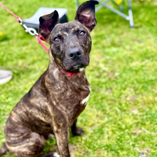 RINGO - Black Mouth Cur / Terrier available for adoption
