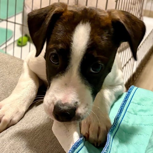 EMEKA - Hound / Terrier available for adoption
