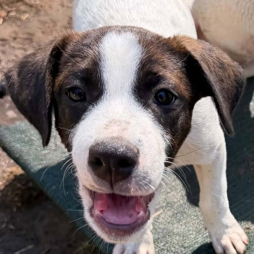 EMEKA - Hound / Terrier available for adoption