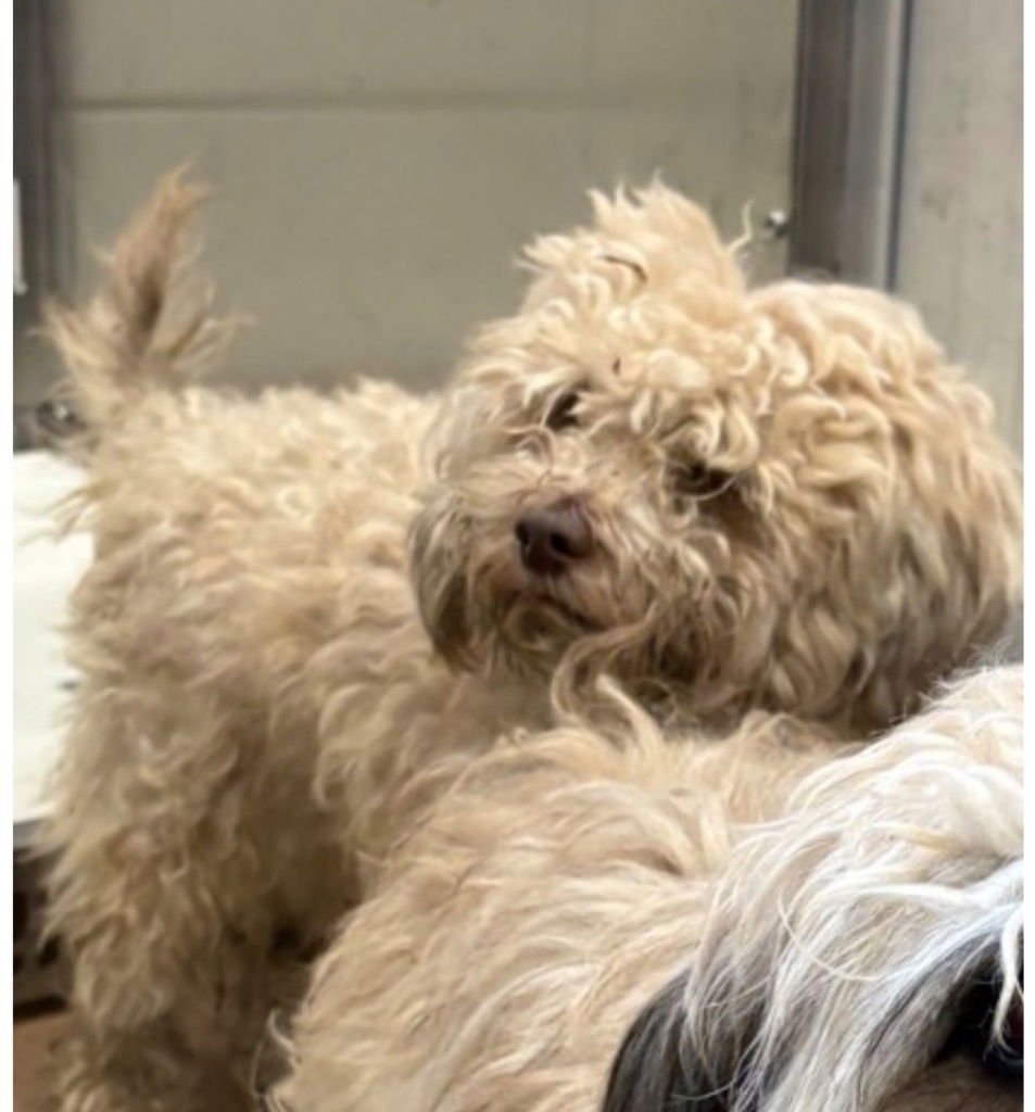 ALFIE - Havanese / Terrier available for adoption