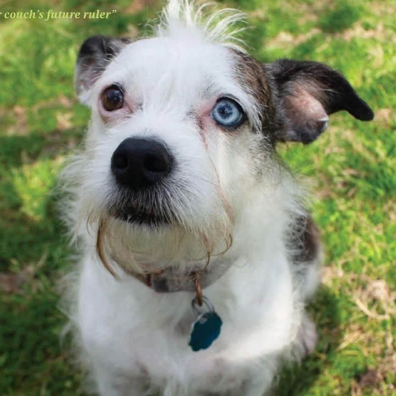 PRINCESS - Australian Shepherd / Terrier available for adoption