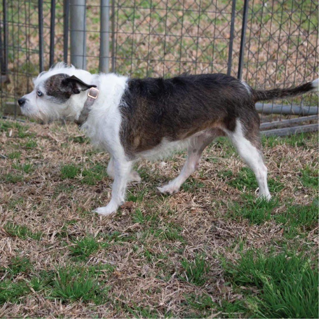 PRINCESS - Australian Shepherd / Terrier available for adoption