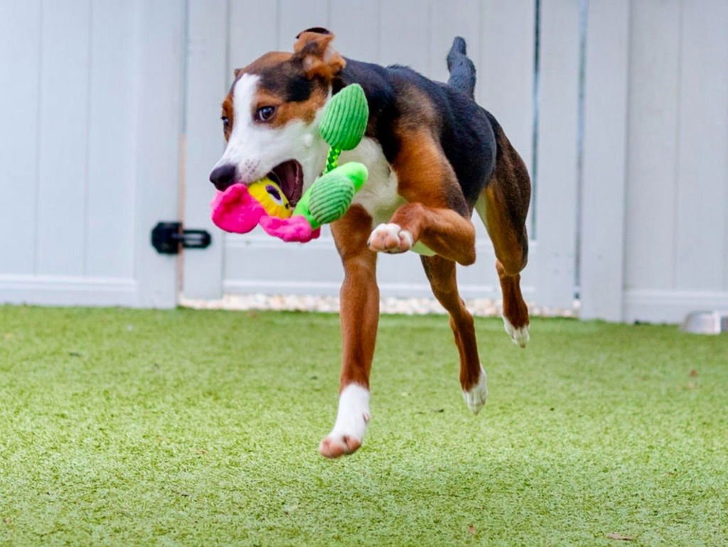 BIMBI - Hound / Terrier available for adoption