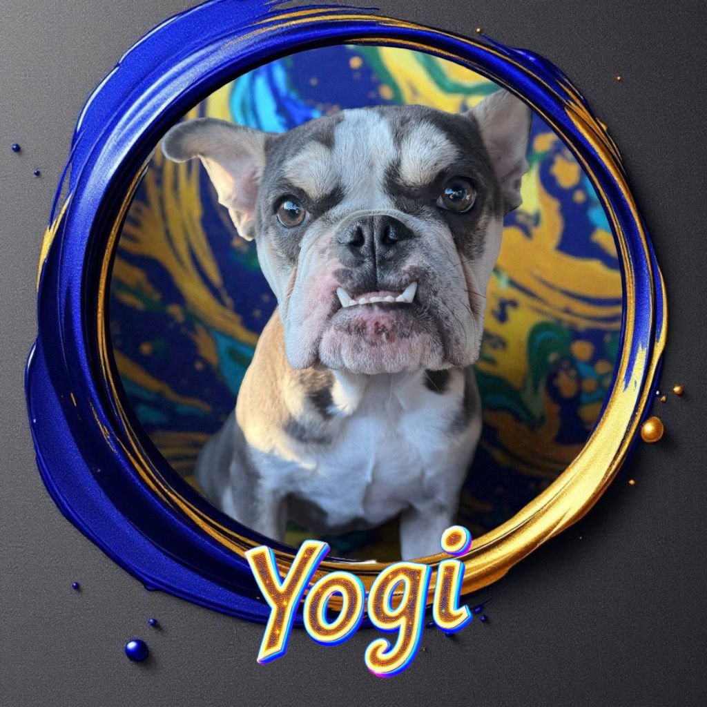 YOGI - French Bulldog / Terrier available for adoption