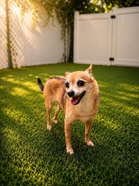 Marley - Photo 3