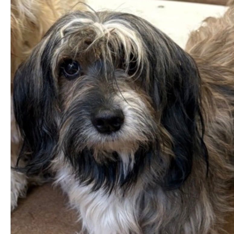 RUPERT - Havanese / Terrier available for adoption