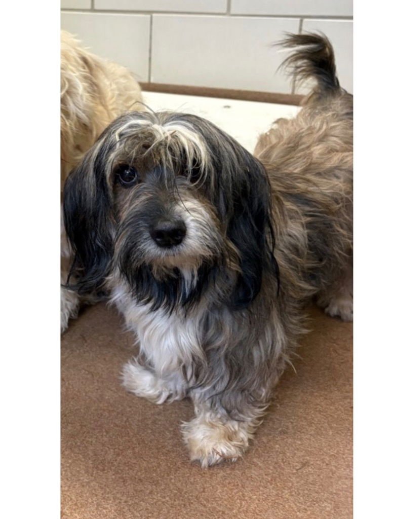 RUPERT - Havanese / Terrier available for adoption