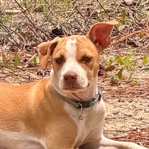 POPPY - Terrier available for adoption