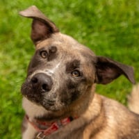 Thor - Photo 2