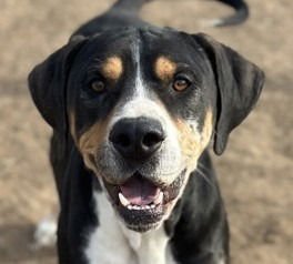 JOFFREY - Bloodhound / Terrier available for adoption