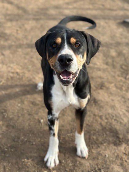 JOFFREY - Bloodhound / Terrier available for adoption