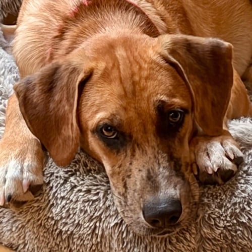 WISHBONE - Shepherd / Terrier available for adoption
