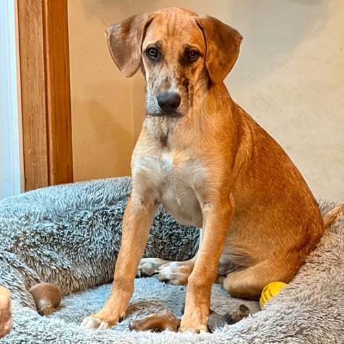 WISHBONE - Shepherd / Terrier available for adoption