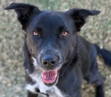 BELLA - Border Collie / Terrier available for adoption