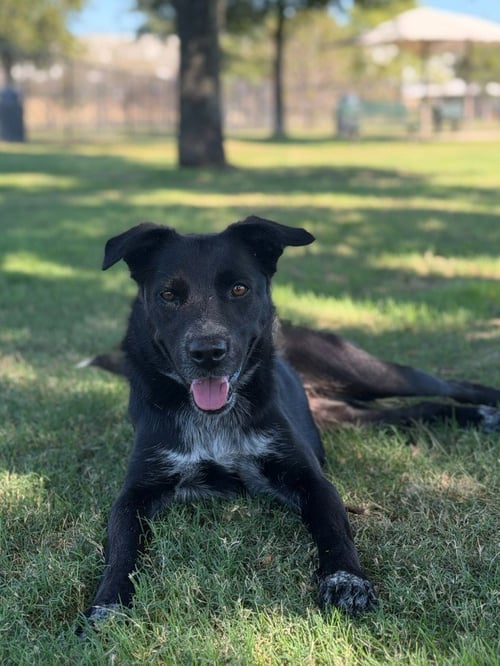 BELLA - Border Collie / Terrier available for adoption