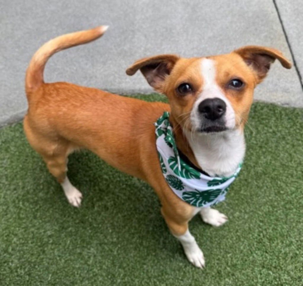 ZIGGY - Chihuahua / Terrier available for adoption