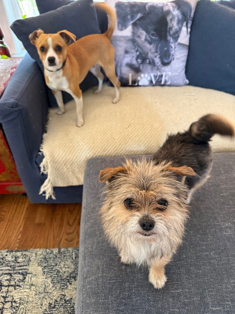 ZIGGY - Chihuahua / Terrier available for adoption