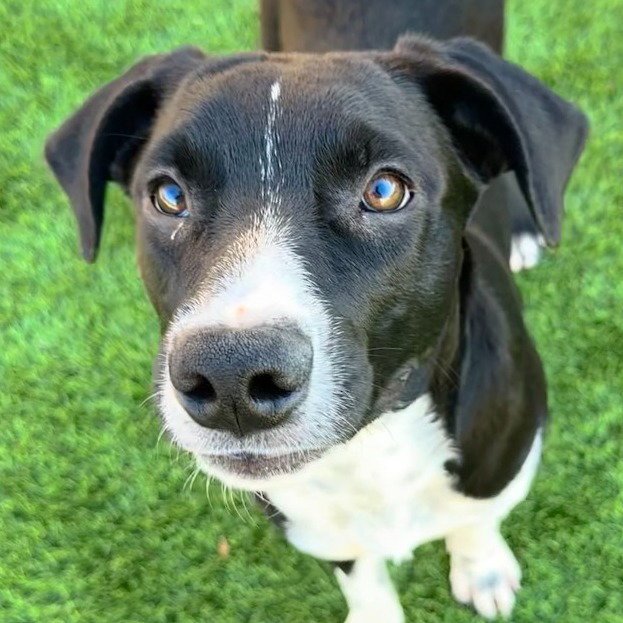 TWIX - Terrier available for adoption