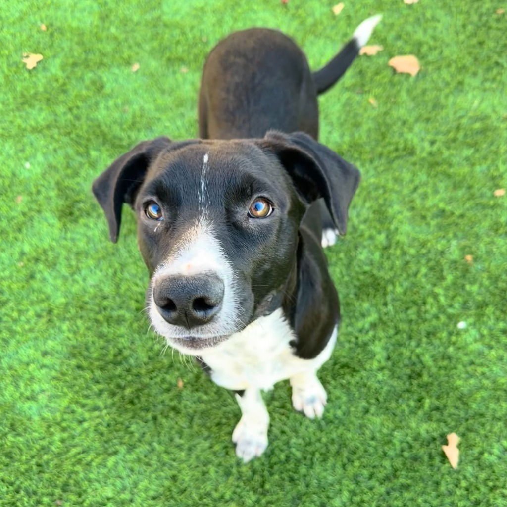 TWIX - Terrier available for adoption