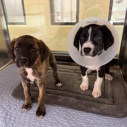 ATHENA - Great Dane / Terrier available for adoption