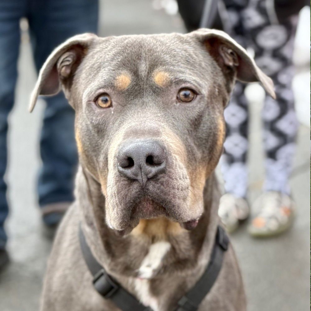 DUG - Cane Corso Mastiff available for adoption