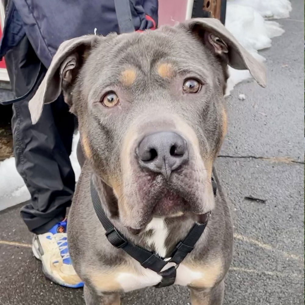 DUG - Cane Corso Mastiff available for adoption