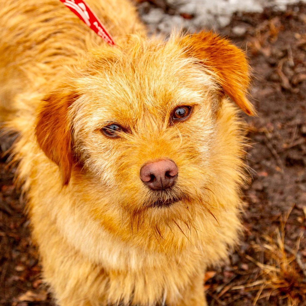 CHARLIE - Terrier / Terrier available for adoption