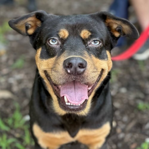 ONYX - Labrador Retriever / Terrier available for adoption
