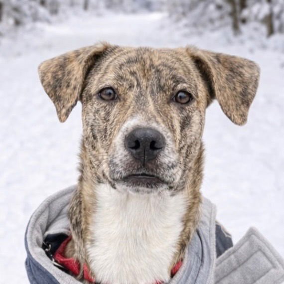 ROSA - Hound / Labrador Retriever available for adoption