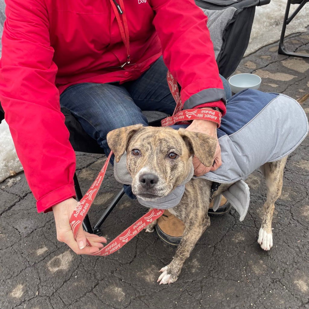 ROSA - Hound / Labrador Retriever available for adoption