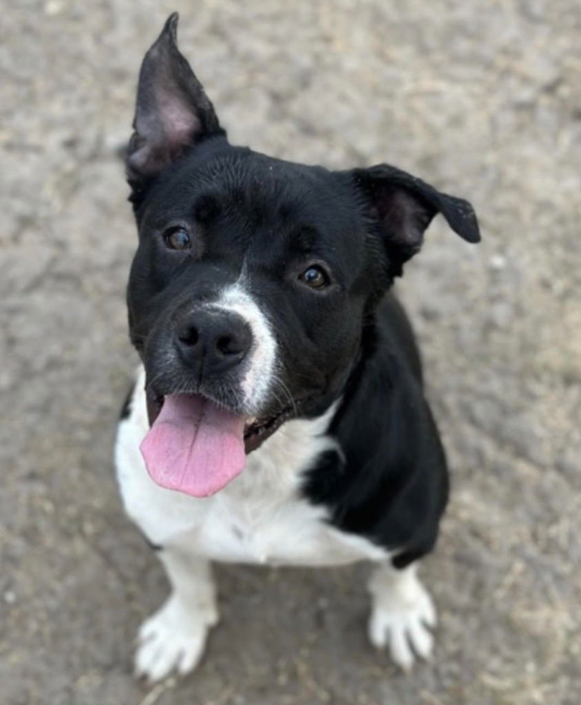 FLUFFY FRANCINE - Terrier / Terrier available for adoption