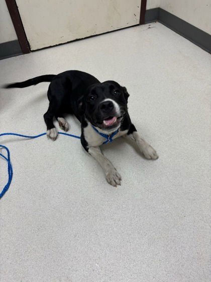 FLUFFY FRANCINE - Terrier / Terrier available for adoption