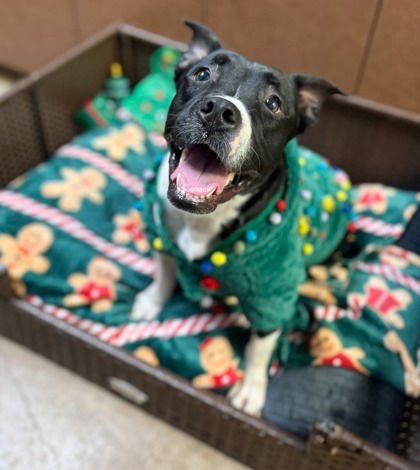 Fluffy Francine - Photo 3