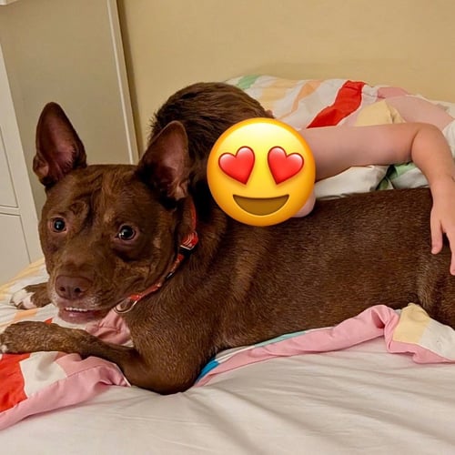 ANNIE LOU - Australian Cattle Dog/Blue Heeler / Terrier available for adoption