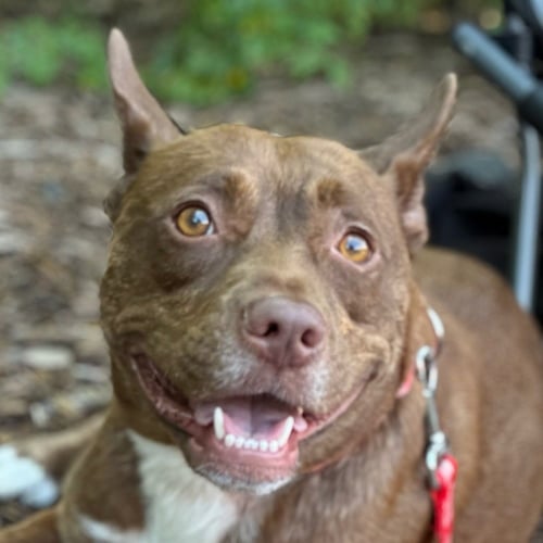 ANNIE LOU - Australian Cattle Dog/Blue Heeler / Terrier available for adoption