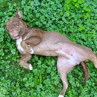 Annie Lou - Photo 4