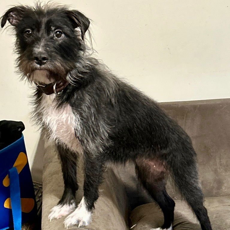 FERGIE - Terrier available for adoption