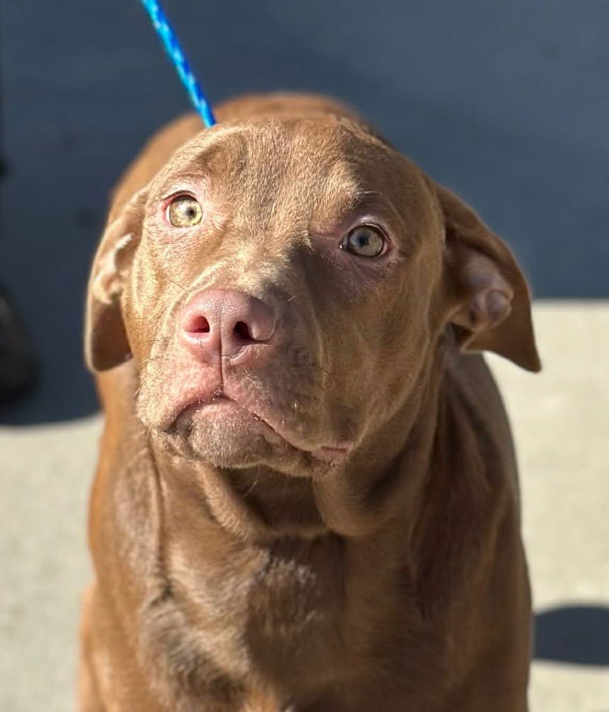 WHIMSY - Labrador Retriever / Terrier available for adoption