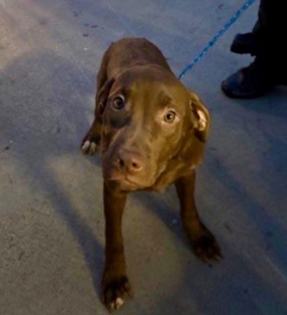 WHIMSY - Labrador Retriever / Terrier available for adoption