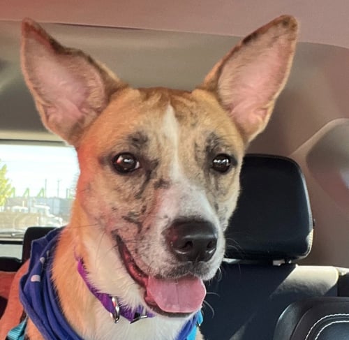 ARTEMIS - Terrier available for adoption