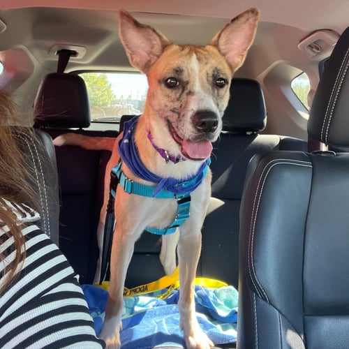 ARTEMIS - Terrier available for adoption