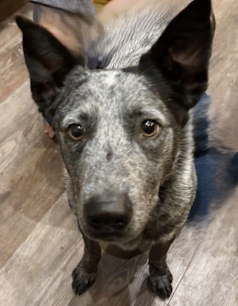 CINCH - Australian Cattle Dog/Blue Heeler / Terrier available for adoption
