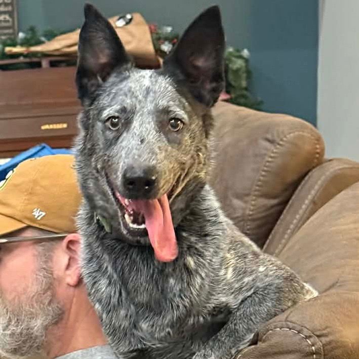 CINCH - Australian Cattle Dog/Blue Heeler / Terrier available for adoption