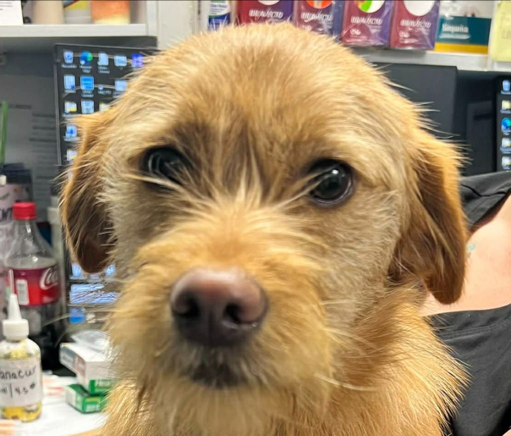 CHARLIE - Terrier / Terrier available for adoption