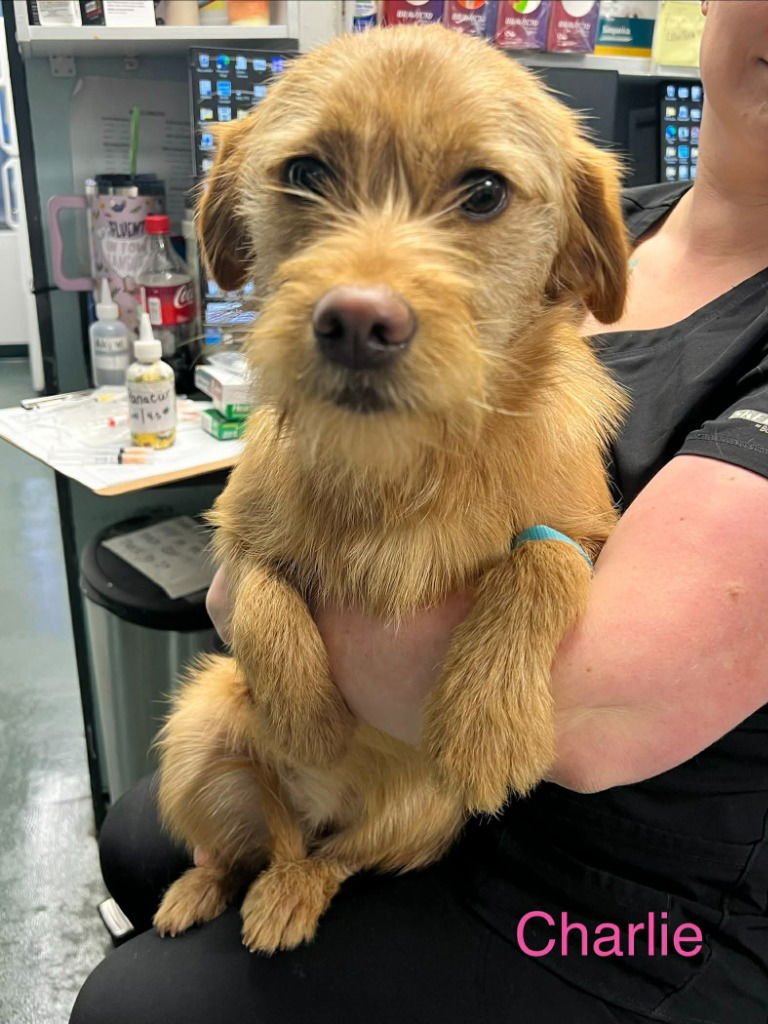 CHARLIE - Terrier / Terrier available for adoption