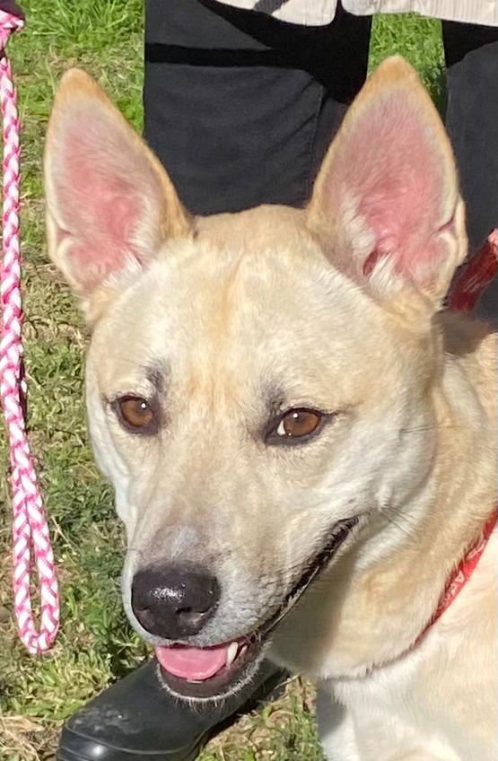 HARLEY2 - Husky / Labrador Retriever available for adoption