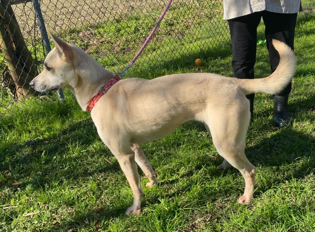 HARLEY2 - Husky / Labrador Retriever available for adoption
