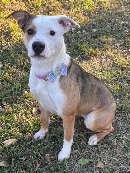 LUNA - Terrier / Terrier available for adoption